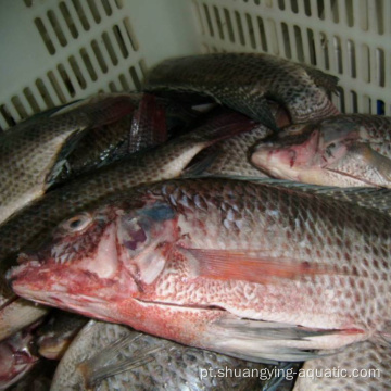 Qualidade congelada nilo ivp tilápia peixe redondo inteiro